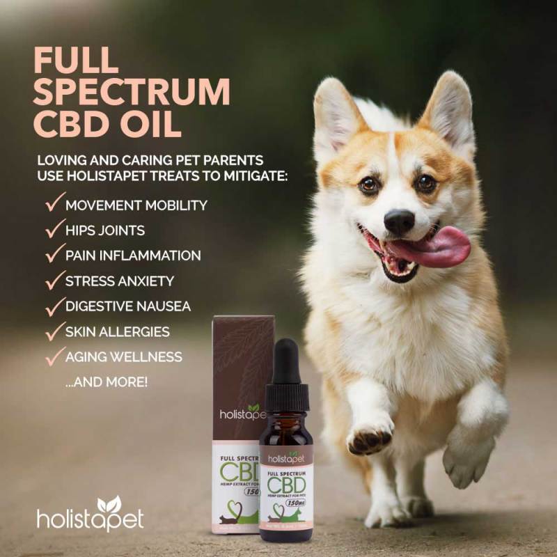 Cbd Oil For Dogs With Separation Anxiety