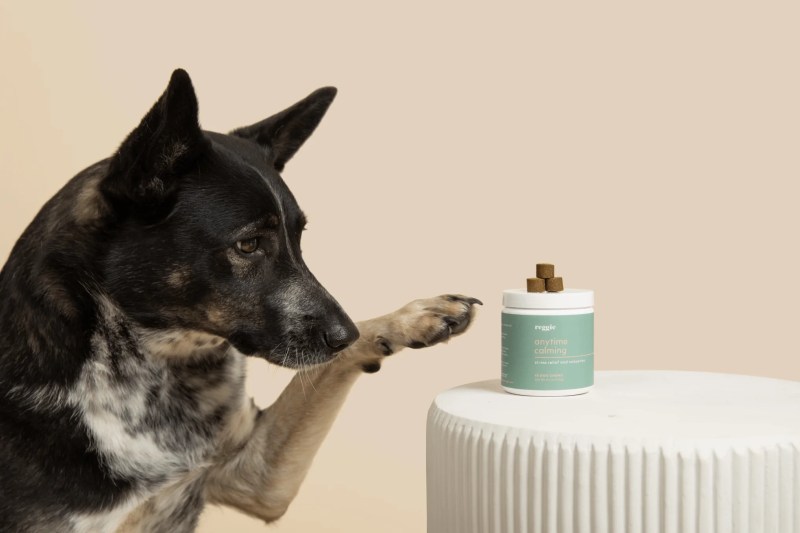 Dog Calming Treats For Separation Anxiety