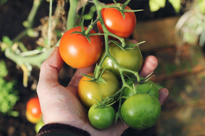 How To Slow Down Ripening Tomatoes