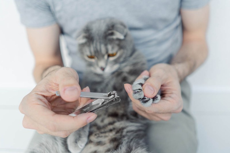 How To Trim Cat Nails At Home