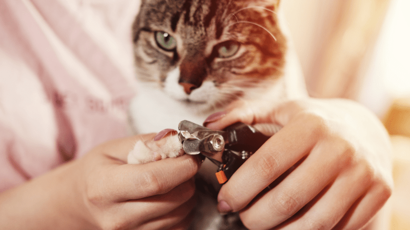 How To Trim Cat Nails