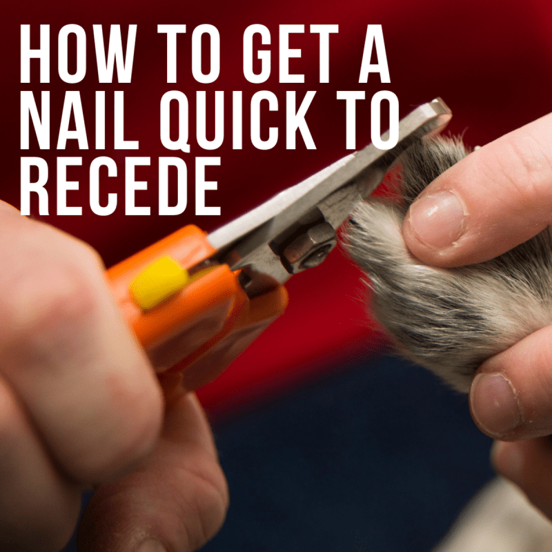 How To Trim Dog Nails At Home