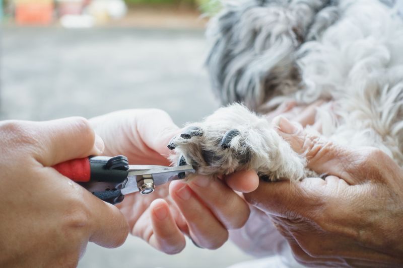 How Often Should You Trim A Dog's Nails