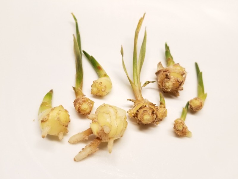 How To Grow Fresh Ginger