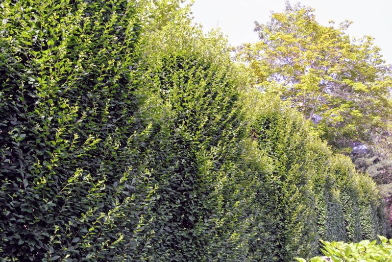 How To Trim Overgrown Hedges