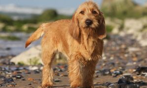 Basset Fauve de Bretagne Puppy Training: 8 Essential Tips for a Happy and Obedient Companion