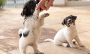 Best Puppy Training Methods For Biting
