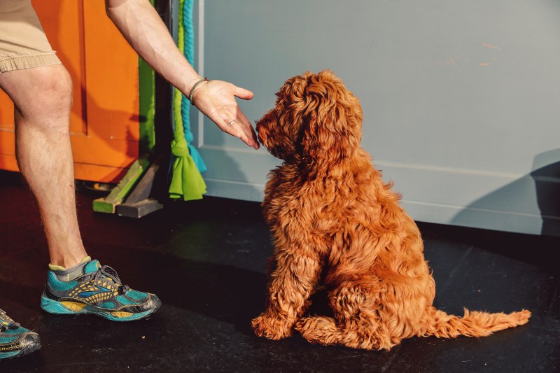 Best Puppy Training Methods For First-time Dog Owners
