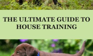 Best Puppy Training Methods For Potty Training