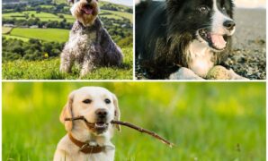 Best Puppy Training Methods For Small Breeds
