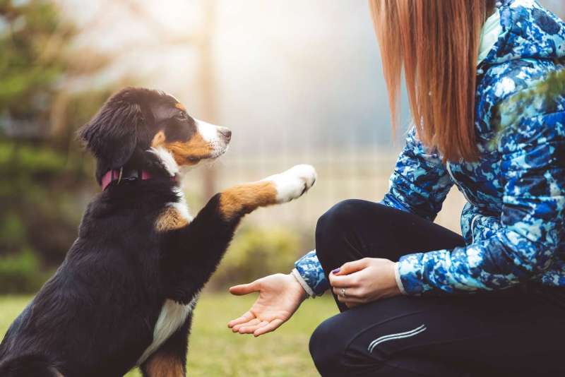 Best Puppy Training Methods For Socialization