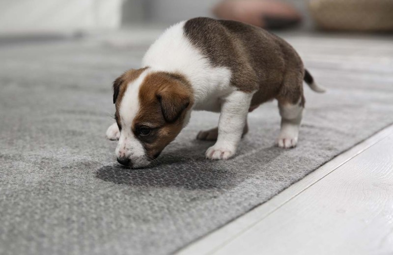 How To Potty Train A Puppy