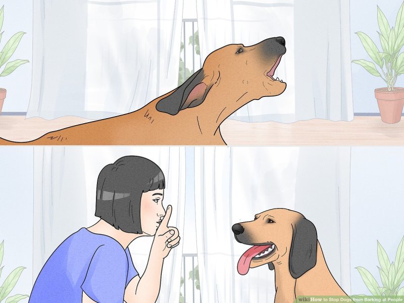 How To Stop Dog Barking At Other Dogs