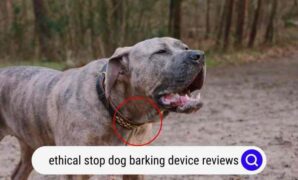 How To Stop Dog Barking When Outside