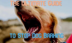How To Stop Dog Barking When Playing