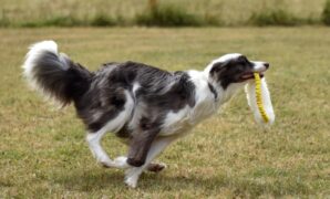 How To Train A Puppy To Fetch