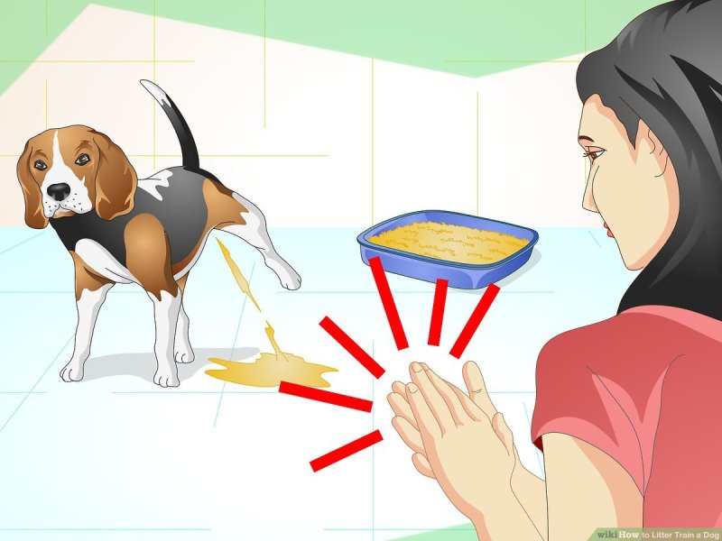 How To Train A Puppy To Use A Dog Door