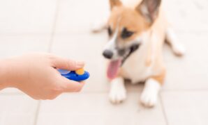 How To Train A Puppy With A Clicker