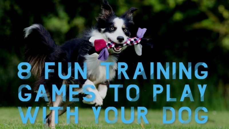 In-home Puppy Training Near Me