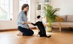 Puppy Obedience Training At Home