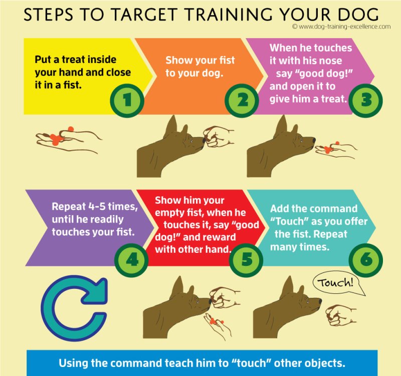 Puppy Obedience Training Commands