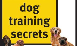 Puppy Obedience Training Tips
